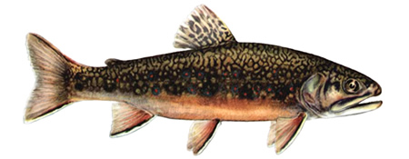 Brook trout
